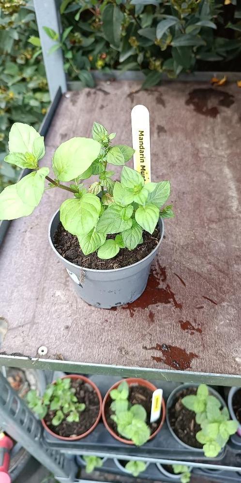 munt met mandarijnsmaak, Tuin en Terras, Planten | Tuinplanten, Vaste plant, Kruiden, Halfschaduw, Zomer, Ophalen of Verzenden