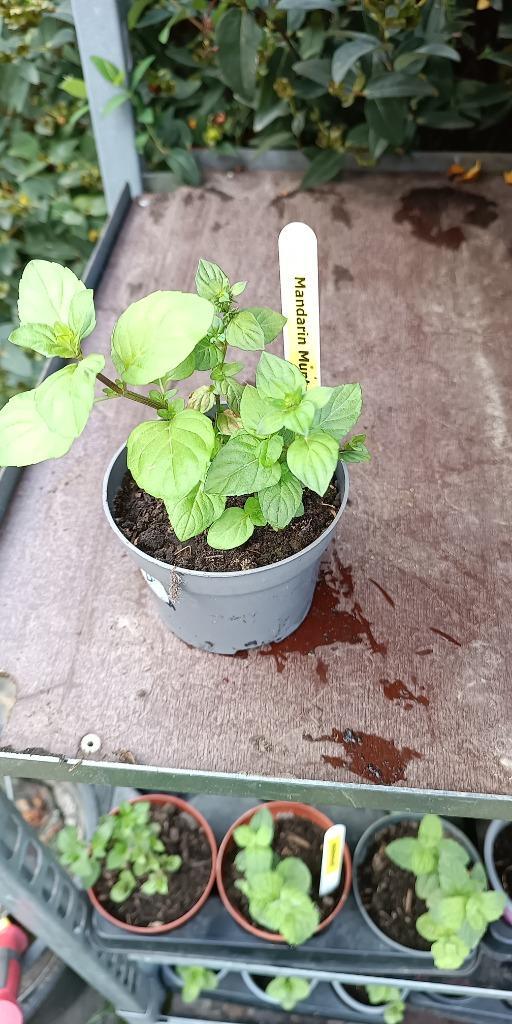 munt met mandarijnsmaak, Tuin en Terras, Planten | Tuinplanten, Vaste plant, Kruiden, Halfschaduw, Zomer, Ophalen of Verzenden