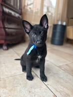 Herder PUPS ZWART VEO werkhonden met FCI Stamboom, Dieren en Toebehoren, België, Fokker | Hobbymatig, CDV (hondenziekte), 8 tot 15 weken