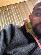 Pyrgura zeer tam en mooi van kleur, Dieren en Toebehoren, Tam