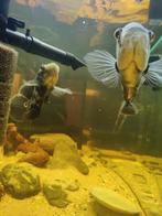 Pauwoog cichliden wegens verhuis, Dieren en Toebehoren, Vissen | Aquariumvissen