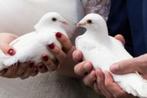 Witte bruidsduiven ., Animaux & Accessoires, Oiseaux | Pigeons, Plusieurs animaux, Autres espèces