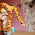 Pantherophis guttatus femelle, Dieren en Toebehoren, Reptielen en Amfibieën, Slang