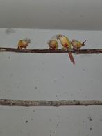 pyrrhura, Dieren en Toebehoren