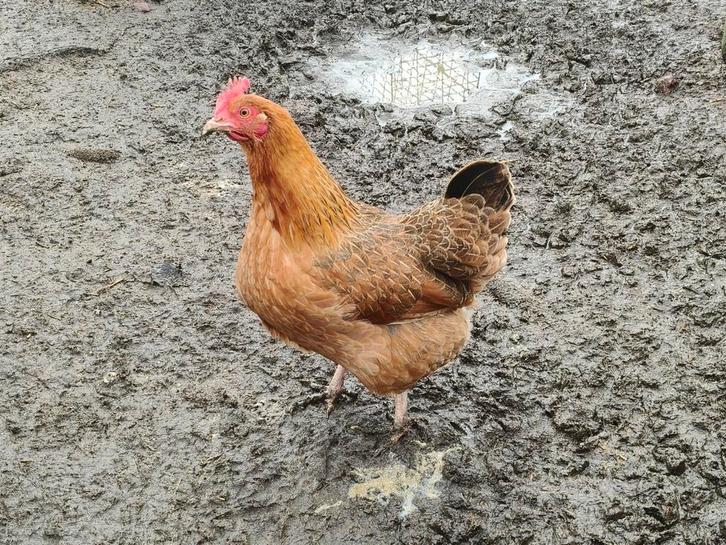 Hen, Dieren en Toebehoren, Pluimvee