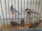 Padda-Rijstvogels Wildkleur à 7€, Dieren en Toebehoren, Vogels | Overige Vogels