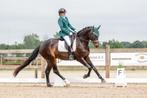 Leuk dressuurpaard te koop, Dieren en Toebehoren, Paarden, Gechipt, Ruin, Dressuurpaard, L