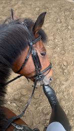 Bijrijder/verzorgster gezocht Omgeving Pittem, Dieren en Toebehoren, Paarden, Ruin