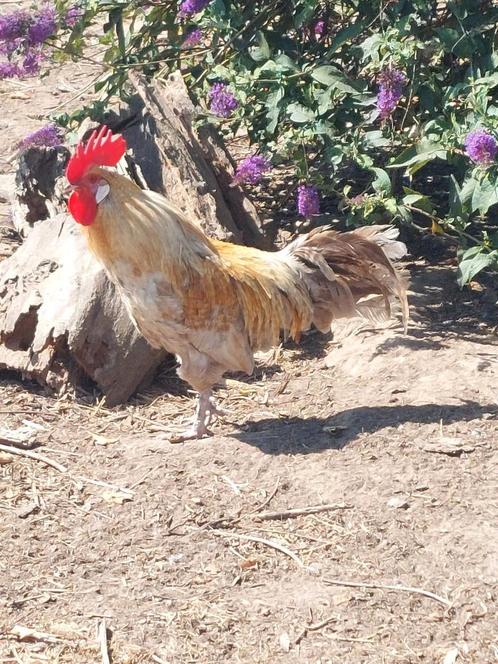 Toompje hoen van zwalmvallei, Dieren en Toebehoren, Pluimvee