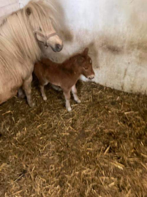 Prachtig mini veulen, Dieren en Toebehoren, Pony's, Hengst, Ontwormd