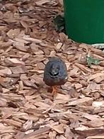 Chinese dwergkwartel haan, Dieren en Toebehoren, Vogels | Overige Vogels, Mannelijk, Tam