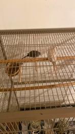 Jannick, Animaux & Accessoires, Oiseaux | Accessoires, Enlèvement