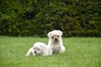 Prachtige blonde Mops pups, Parvovirose, Plusieurs, Belgique, 8 à 15 semaines