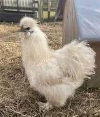 Heel braaf Zijdehoen haantje, Dieren en Toebehoren, Mannelijk, Kip