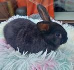 lief baby konijntje mix, Mannelijk, Klein, Hangoor, 0 tot 2 jaar
