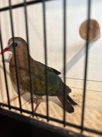 Koppel groenvleugelduiven, Dieren en Toebehoren