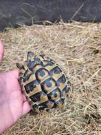 Tortue hermann boettgeri male, Tortue