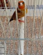 Metis chardonneret male, Dieren en Toebehoren, Vogels | Kanaries