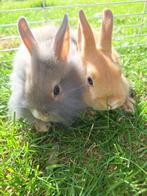 Dwergkonijntjes, Dieren en Toebehoren, Konijnen, Mannelijk, Dwerg, 0 tot 2 jaar
