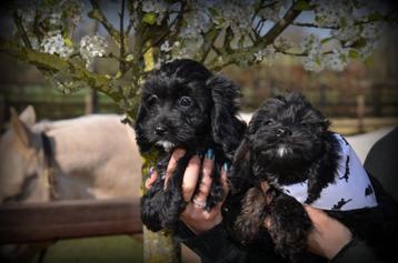 Cockapoo pups beschikbaar voor biedingen