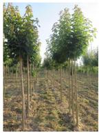 BOL-ESDOORN (ACER Platanoides "GLOBOSUM"), HOOGSTAM 35€/Stuk, Tuin en Terras, Ophalen, Lente, Bolboom, 250 tot 400 cm