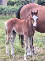 Knap Welsh B hengstenveulen, Dieren en Toebehoren, Gechipt, 0 tot 2 jaar, Hengst, C pony (1.27m tot 1.37m)