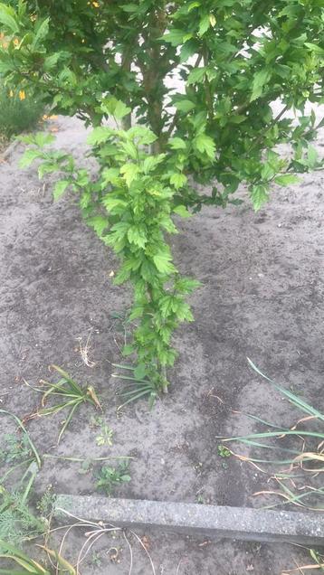 paarse hibiscus struiken, Tuin en Terras, Ophalen