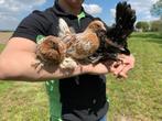 Jonge tamme Sabelpoot kriel kip gesekst + ingeënt, Dieren en Toebehoren, Vrouwelijk, Kip