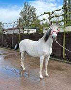 ADORADO  MERRIE, Dieren en Toebehoren, Paarden, Merrie