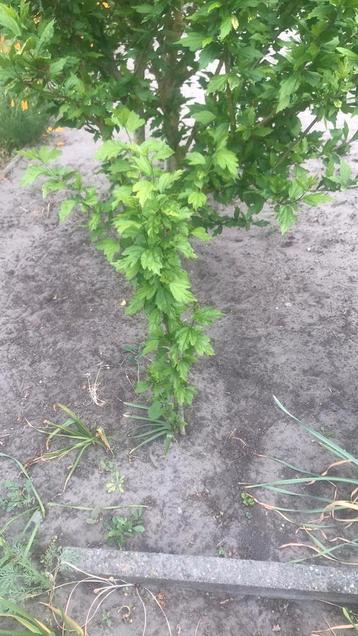 Paarse Hibiscus struiken  beschikbaar voor biedingen