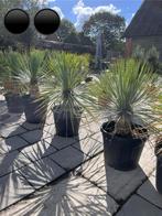 Yucca Rostrata 100/110 cm, stamhoogte 30 cm, Tuin en Terras, Ophalen