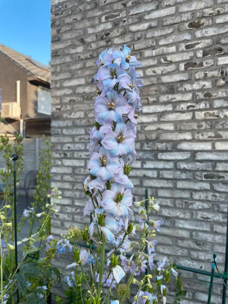 Delphinium pacific “summer skies”, Tuin en Terras, Tuinwanddecoratie, Nieuw, Ophalen