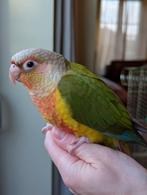 Baby Pyrrhura's 8 weken oud, Dieren en Toebehoren, Vogels | Parkieten en Papegaaien, Meerdere dieren, Papegaai, Geringd