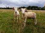 Wiltshire horn ramlammeren, Animaux & Accessoires, Moutons, Chèvres & Cochons, Mâle, Mouton, 0 à 2 ans