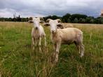 Wiltshire horn ramlammeren, Dieren en Toebehoren, Schapen, Geiten en Varkens, Mannelijk, Schaap, 0 tot 2 jaar