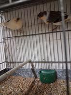 3 koppels kanaries, Dieren en Toebehoren, Vogels | Kanaries, Meerdere dieren, Kleurkanarie