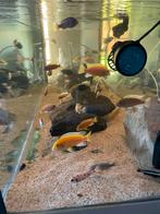 Aquarium 200x60 /70 hoog in goede staat meer dan 50 vissen, Dieren en Toebehoren, Vissen | Aquariumvissen