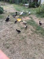 Kruising eenden, Dieren en Toebehoren