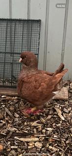 Kingduiven, Dieren en Toebehoren, Vogels | Duiven