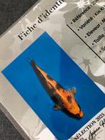 Koï Nisaï Kin ki utsuri mâle avec certificat, Dieren en Toebehoren, Vissen | Vijvervissen