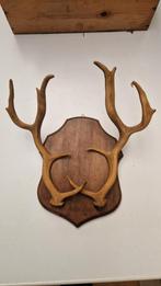 Bois de cerf, Collections, Collections Animaux