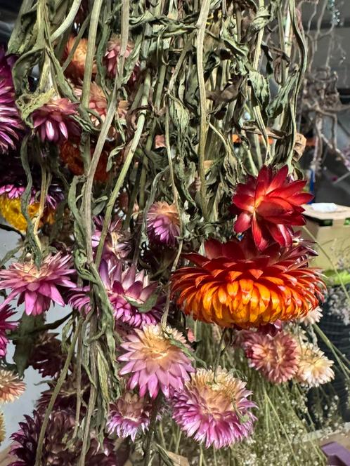 Natuurlijke droogbloemen (niet geverfd of behandeld), Huis en Inrichting, Woonaccessoires | Droogbloemen, Nieuw, Ophalen