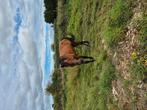 Kweekmerie of draagmerie, Dieren en Toebehoren, Paarden