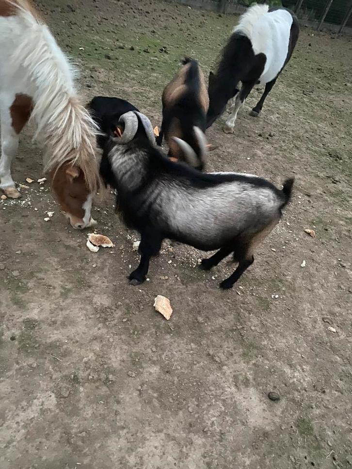 Dwerggeit bokken, Dieren en Toebehoren, Schapen, Geiten en Varkens, Geit, Mannelijk, 3 tot 5 jaar
