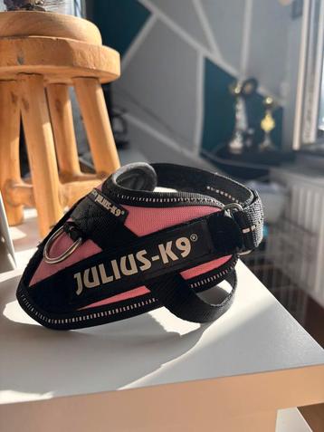 Julius K9  beschikbaar voor biedingen