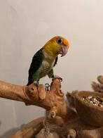 Handtamme groendij caique, Dieren en Toebehoren, Vogels | Parkieten en Papegaaien, Papegaai, Pratend