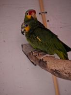 oranjevleugel venezuela amazone en geelwangamazone