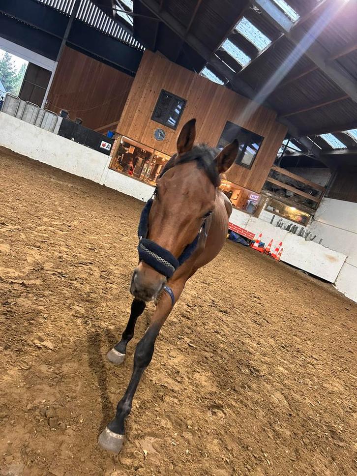 Paard tekoop, Animaux & Accessoires, Chevaux & Poneys | Produits de soin, Comme neuf, Enlèvement