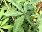 Herfstkastanje (Aesculus parviflora), Vaste plant, Halfschaduw, Zomer, Ophalen