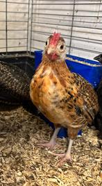 Coq de 6 semaines Brakel doré, Animaux & Accessoires, Volatiles, Mâle, Poule ou poulet